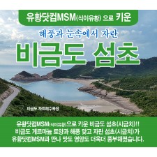 유황닷컴MSM 비금도섬(시금치)